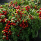 Rajče keříčkové balkónové Tomfall - Solanum lycopersicum - prodej semen - 20 ks
