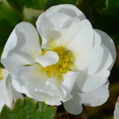 Jahodník Summer Breeze Snow F1 - Fragaria ananassa - prodej semen - 10 ks