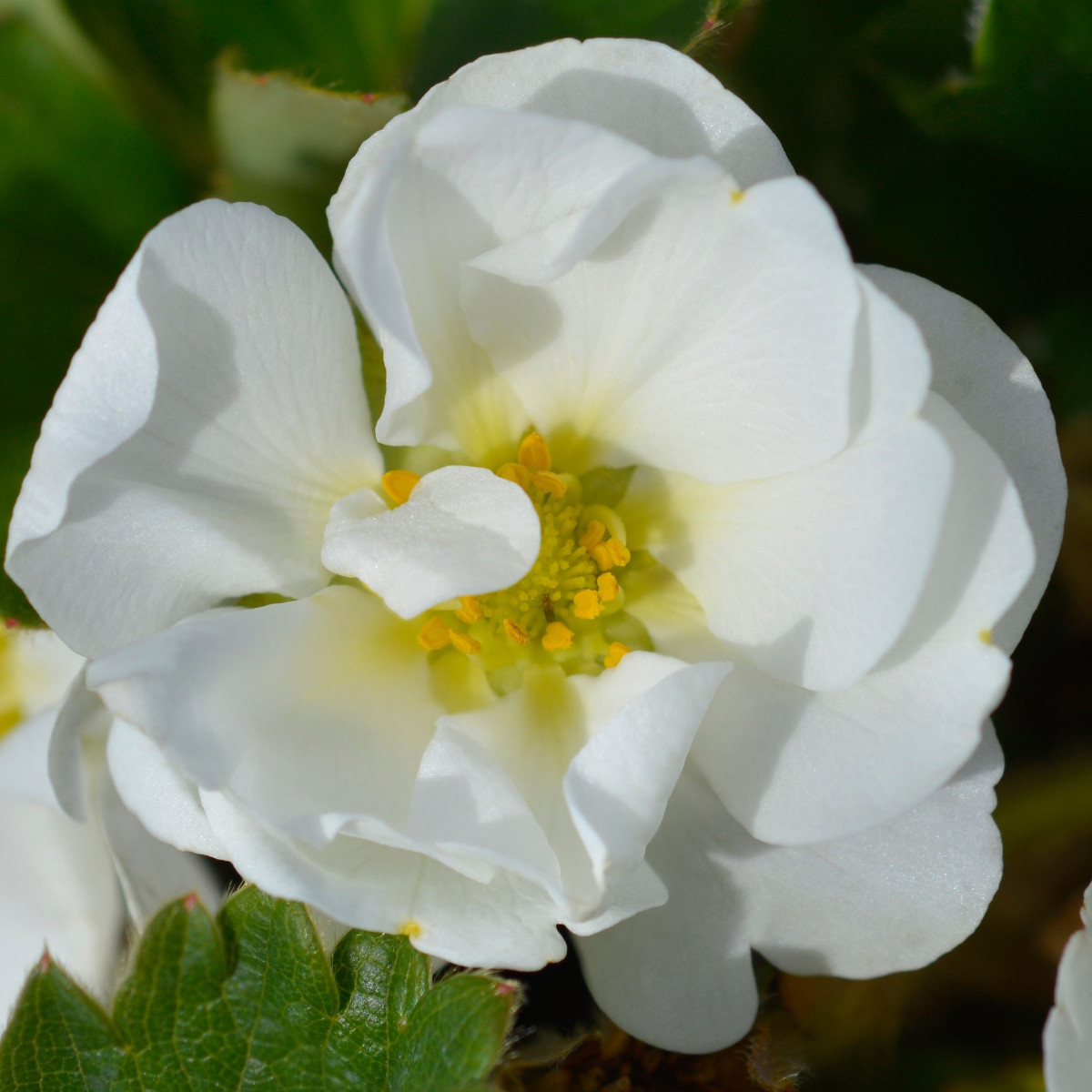 Jahodník Summer Breeze Snow F1 - Fragaria ananassa - prodej semen - 10 ks