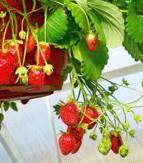 Jahodník Summer Breeze Snow F1 - Fragaria ananassa - prodej semen - 10 ks