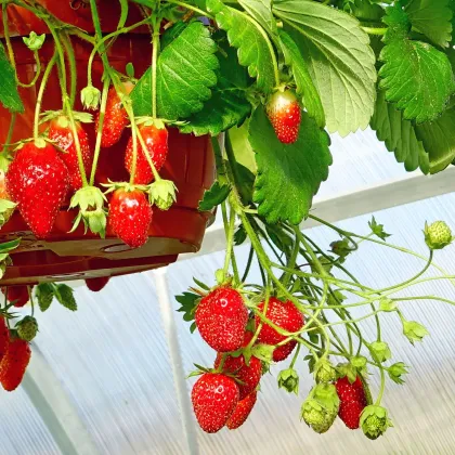 Jahodník Summer Breeze Snow F1 - Fragaria ananassa - prodej semen - 10 ks