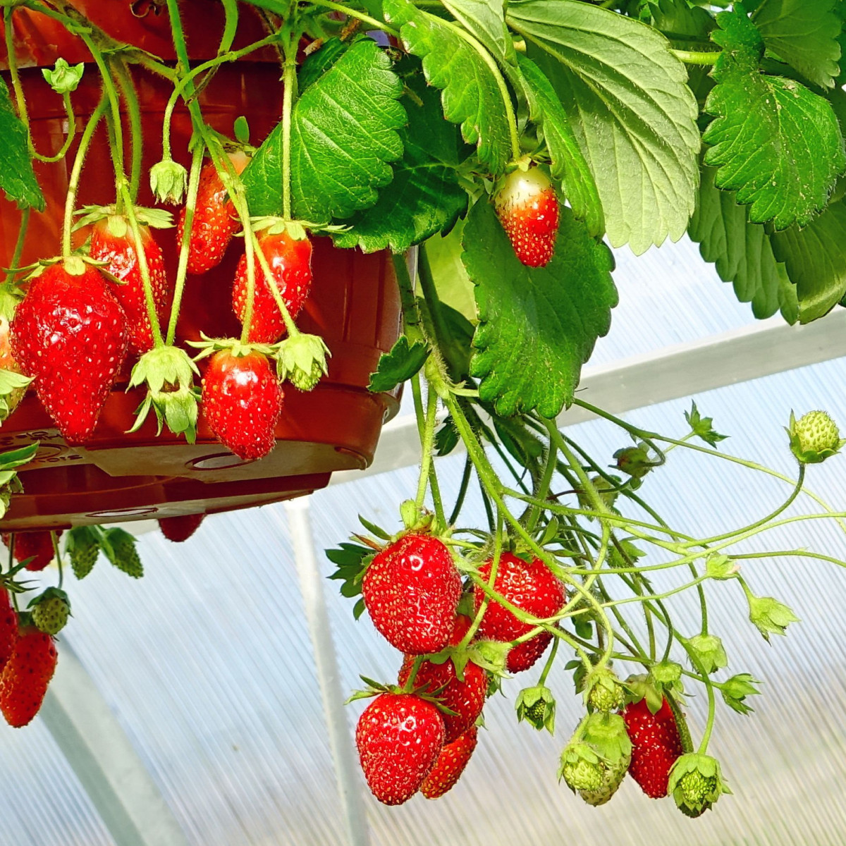 Jahodník Summer Breeze Snow F1 - Fragaria ananassa - prodej semen - 10 ks