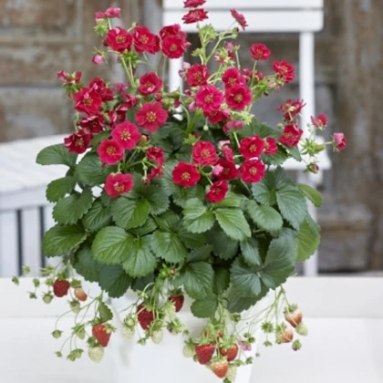 Jahodník Summer Breeze Rose F1 - Fragaria ananassa - prodej semen - 10 ks