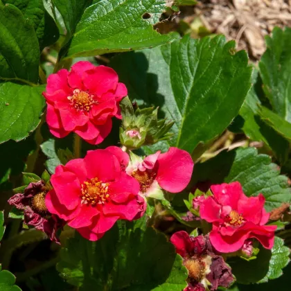 Jahodník Summer Breeze Rose F1 - Fragaria ananassa - prodej semen - 10 ks
