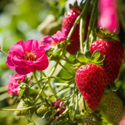 Jahodník Summer Breeze Cherry F1 - Fragaria ananassa - prodej semen - 10 ks