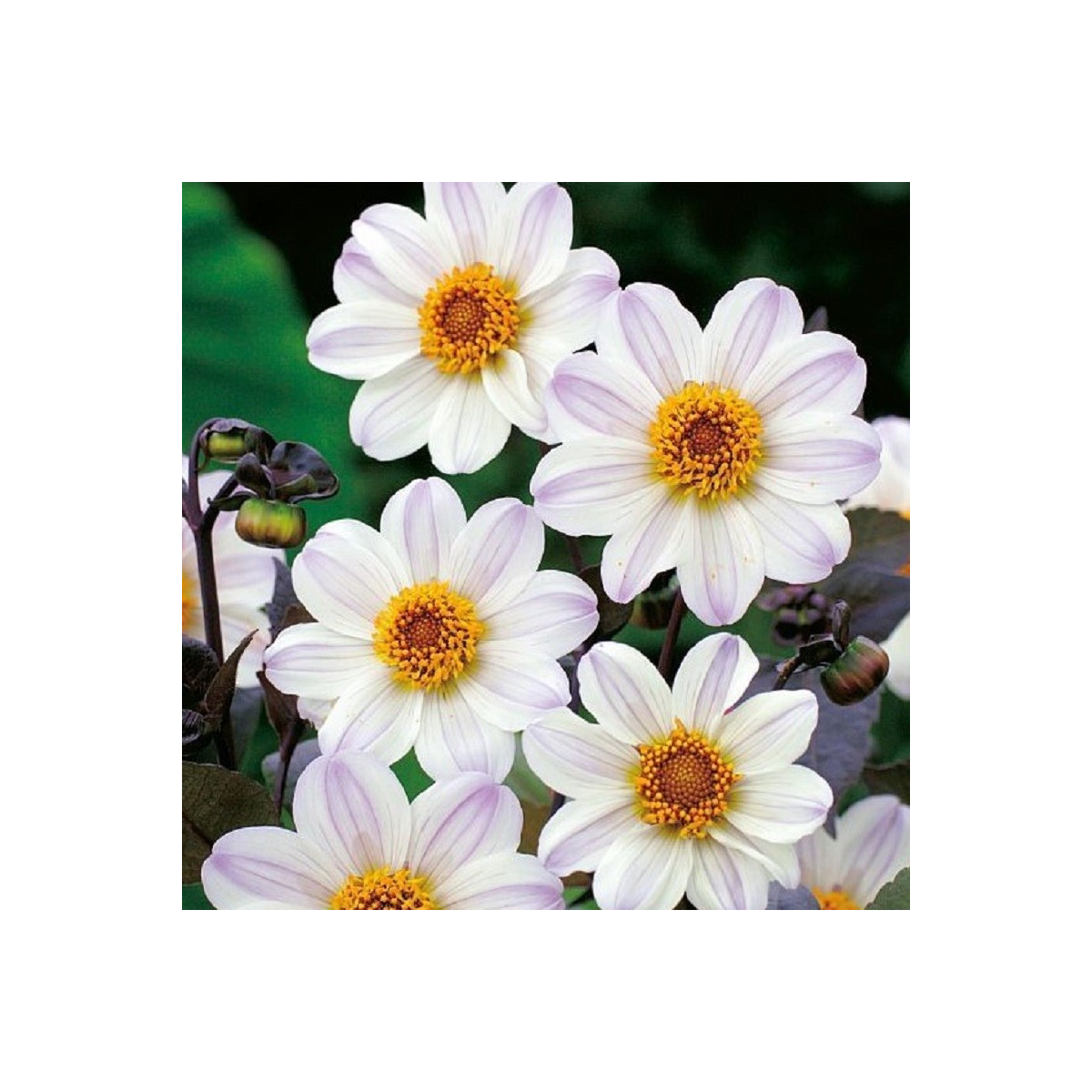 Jiřinka Bishop of Dover - Dahlia - prodej cibulovin - 1 ks