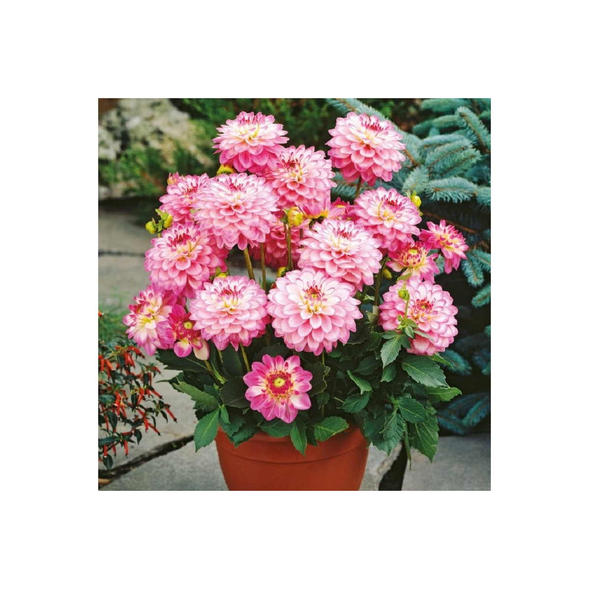 Jiřinka Melody Dixie - Dahlia - prodej cibulovin - 1 ks