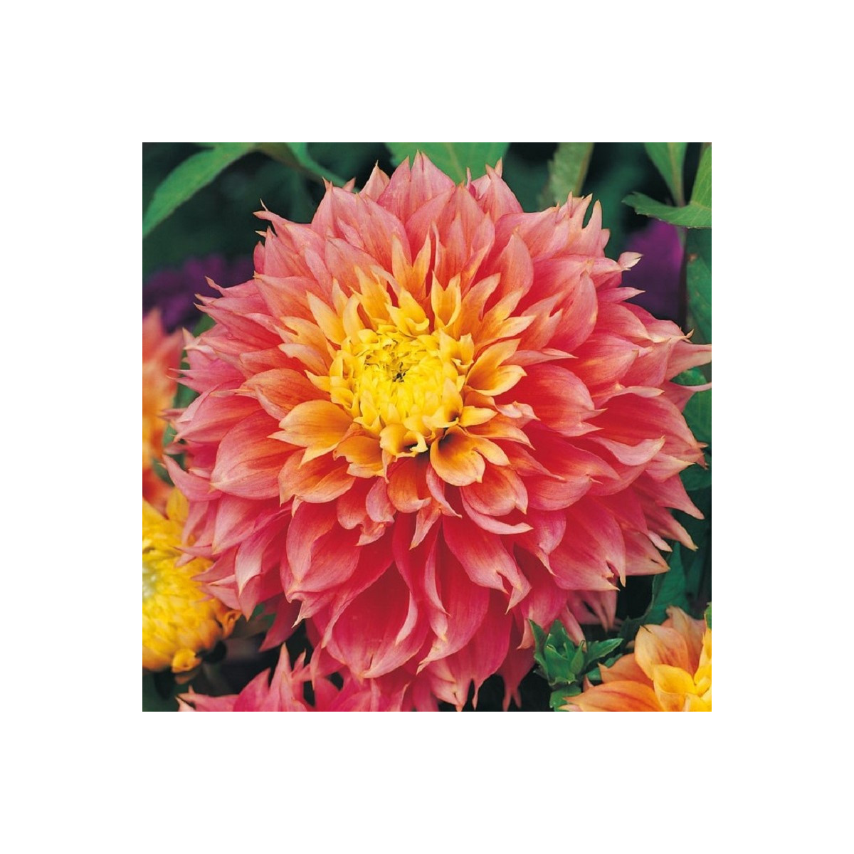 Jiřinka Kogane Fubuki - Dahlia - prodej cibulovin - 1 ks