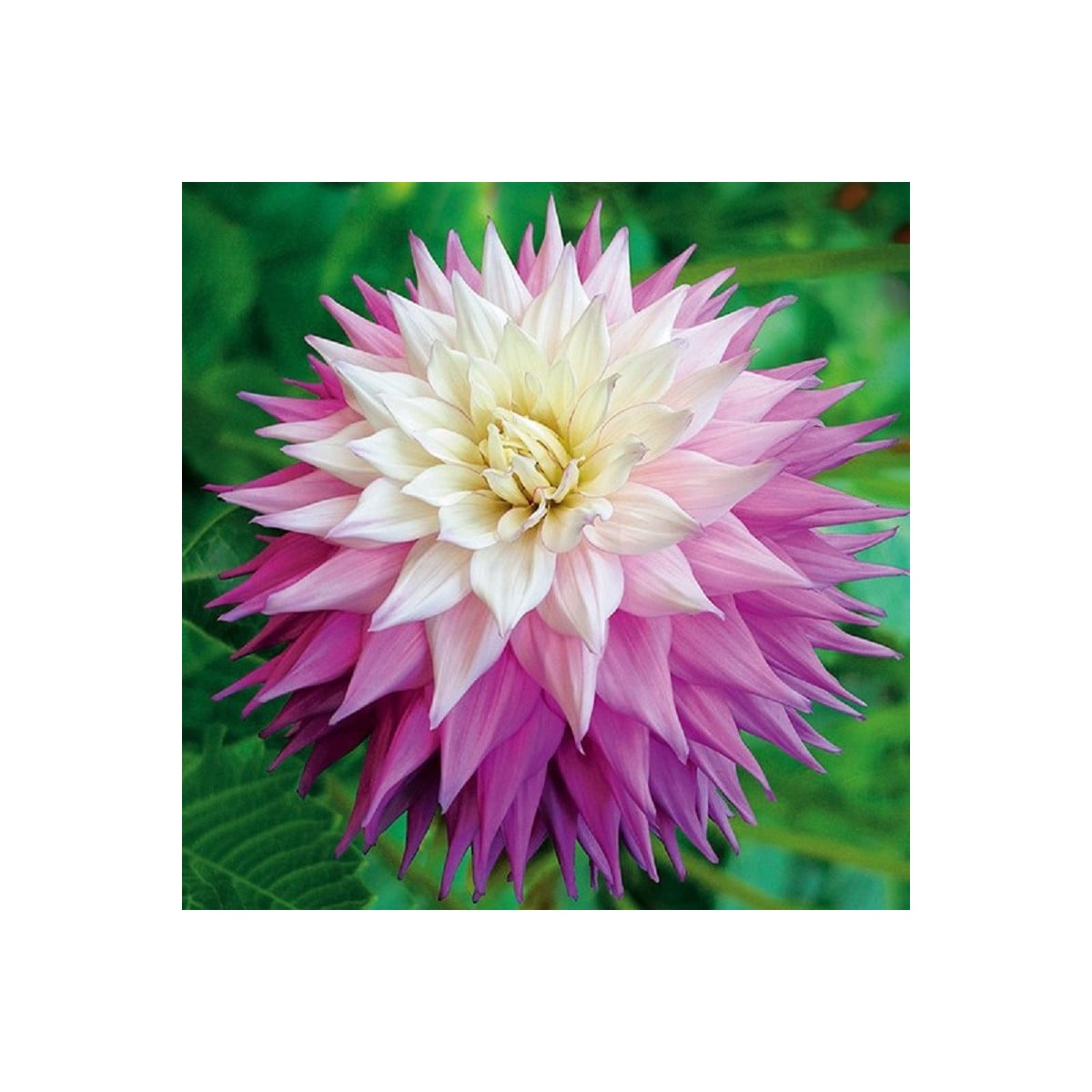 Jiřinka Sir Alf Ramsey - Dahlia - prodej cibulovin - 1 ks