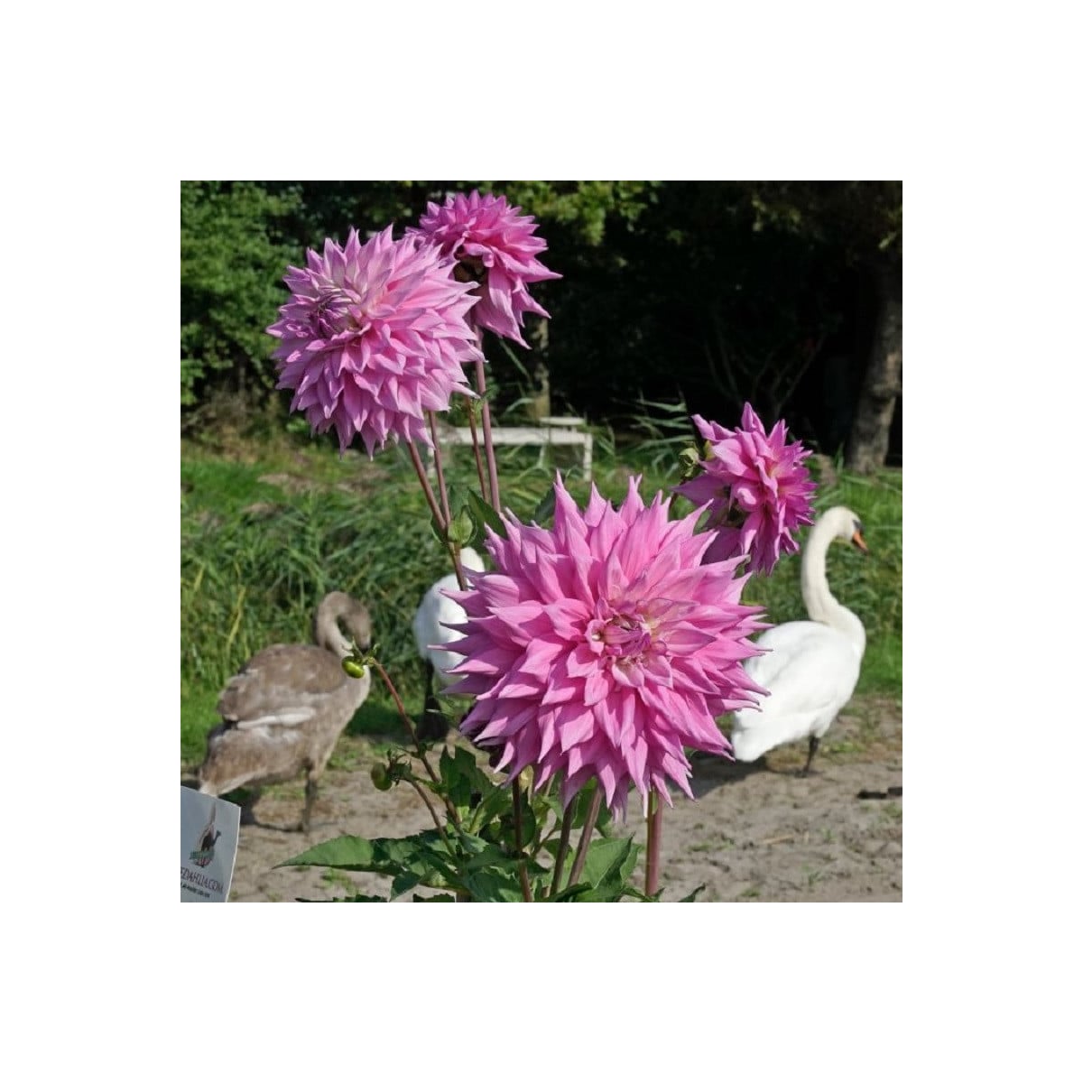 Jiřinka Sir Alf Ramsey - Dahlia - prodej cibulovin - 1 ks