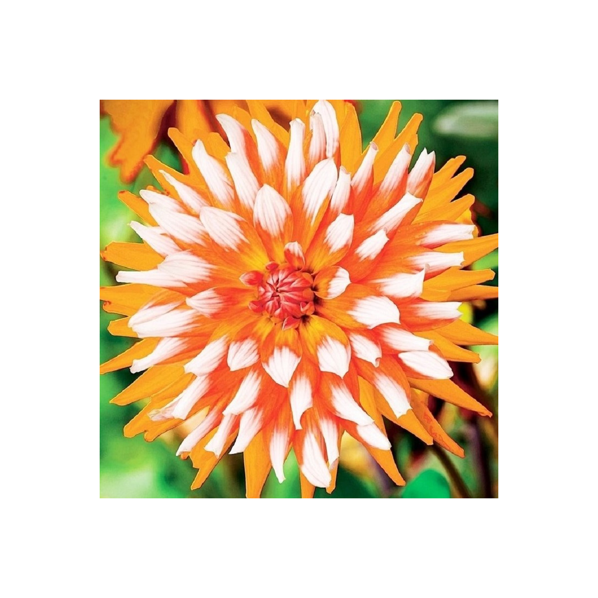 Jiřinka Orange Turmoil - Dahlia - prodej cibulovin - 1 ks