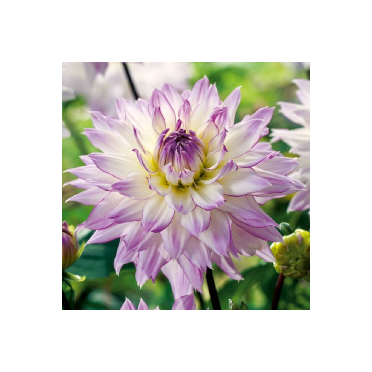 Jiřinka Crazy Love - Dahlia - prodej cibulovin - 1 ks