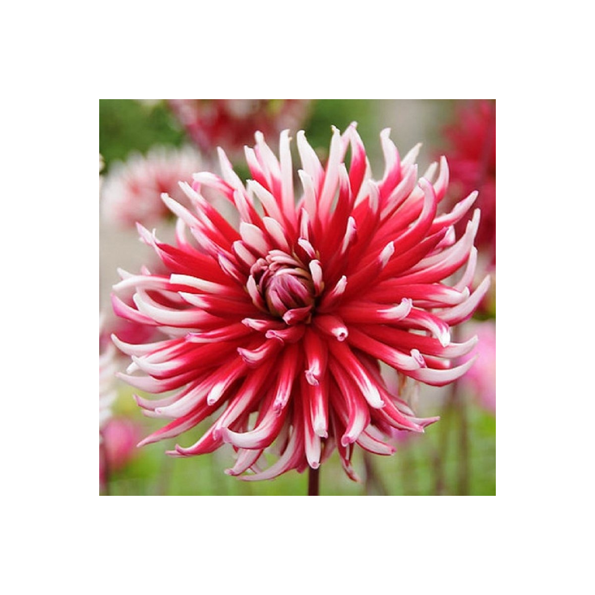 Jiřinka Friqoulet - Dahlia - prodej cibulovin - 1 ks