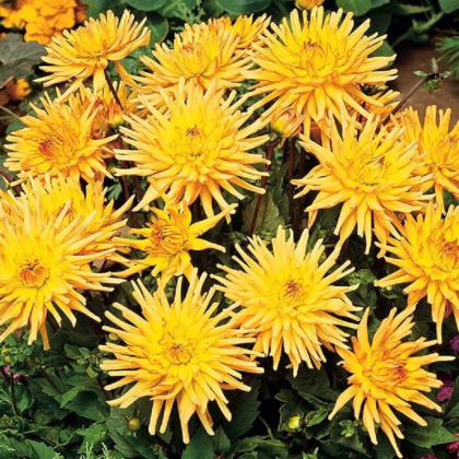 Jiřinka Garden Princess - Dahlia - prodej cibulovin - 1 ks