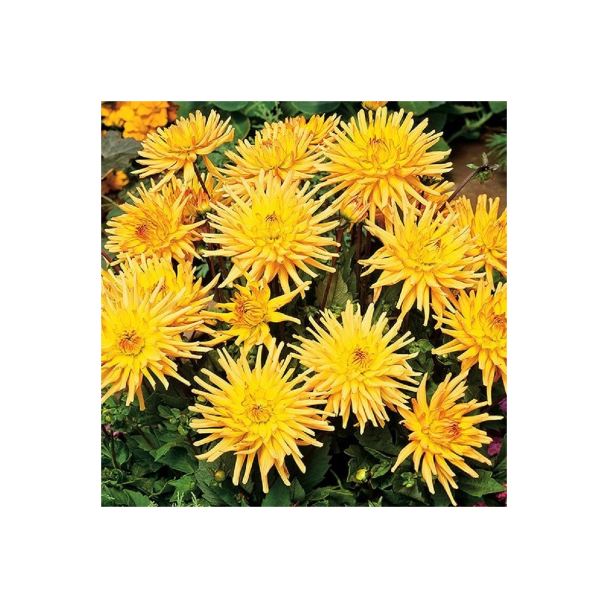 Jiřinka Garden Princess - Dahlia - prodej cibulovin - 1 ks