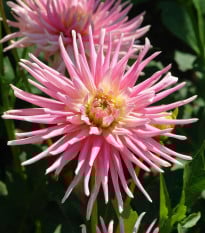 Jiřinka Park Princess - Dahlia - prodej cibulovin - 1 ks