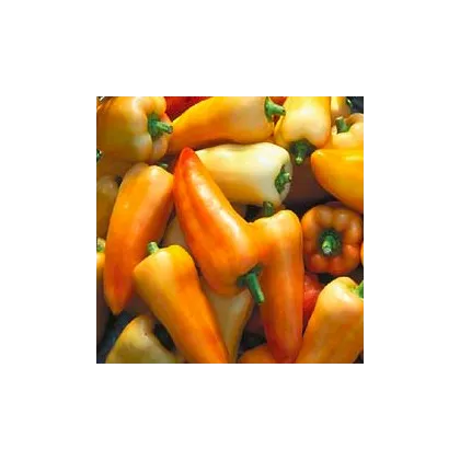 Paprika maďarská Feher - prodej semen papriky - 20 ks