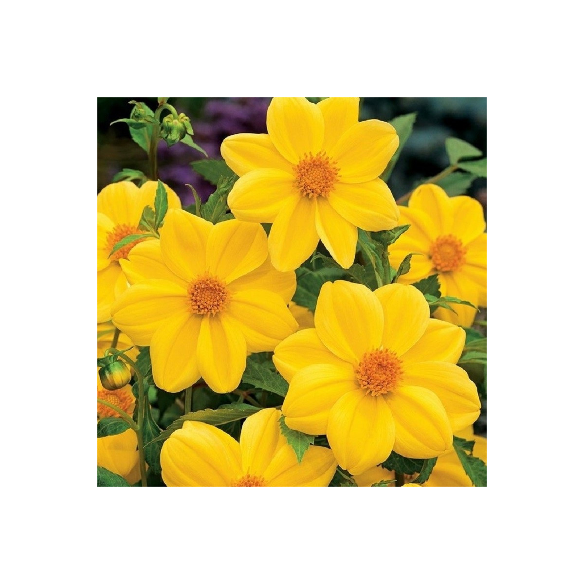 Jiřinka Mignon žlutá - Dahlia - prodej cibulovin - 1 ks