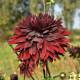 Jiřinka Black Touch - Dahlia - prodej cibulovin - 1 ks
