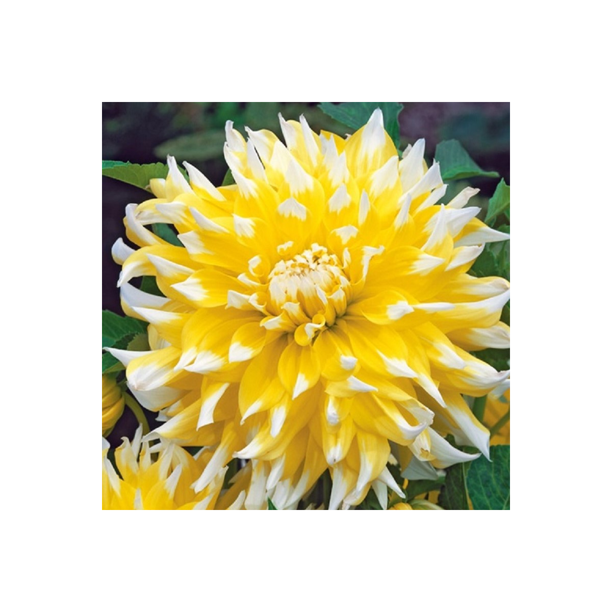 Jiřinka Grand Prix - Dahlia - prodej cibulovin - 1 ks