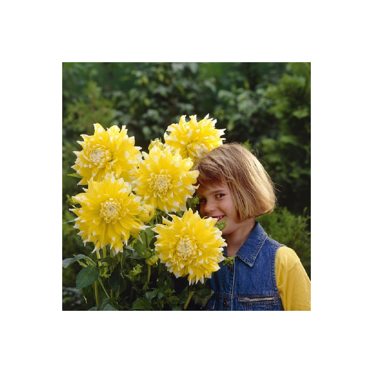 Jiřinka Grand Prix - Dahlia - prodej cibulovin - 1 ks