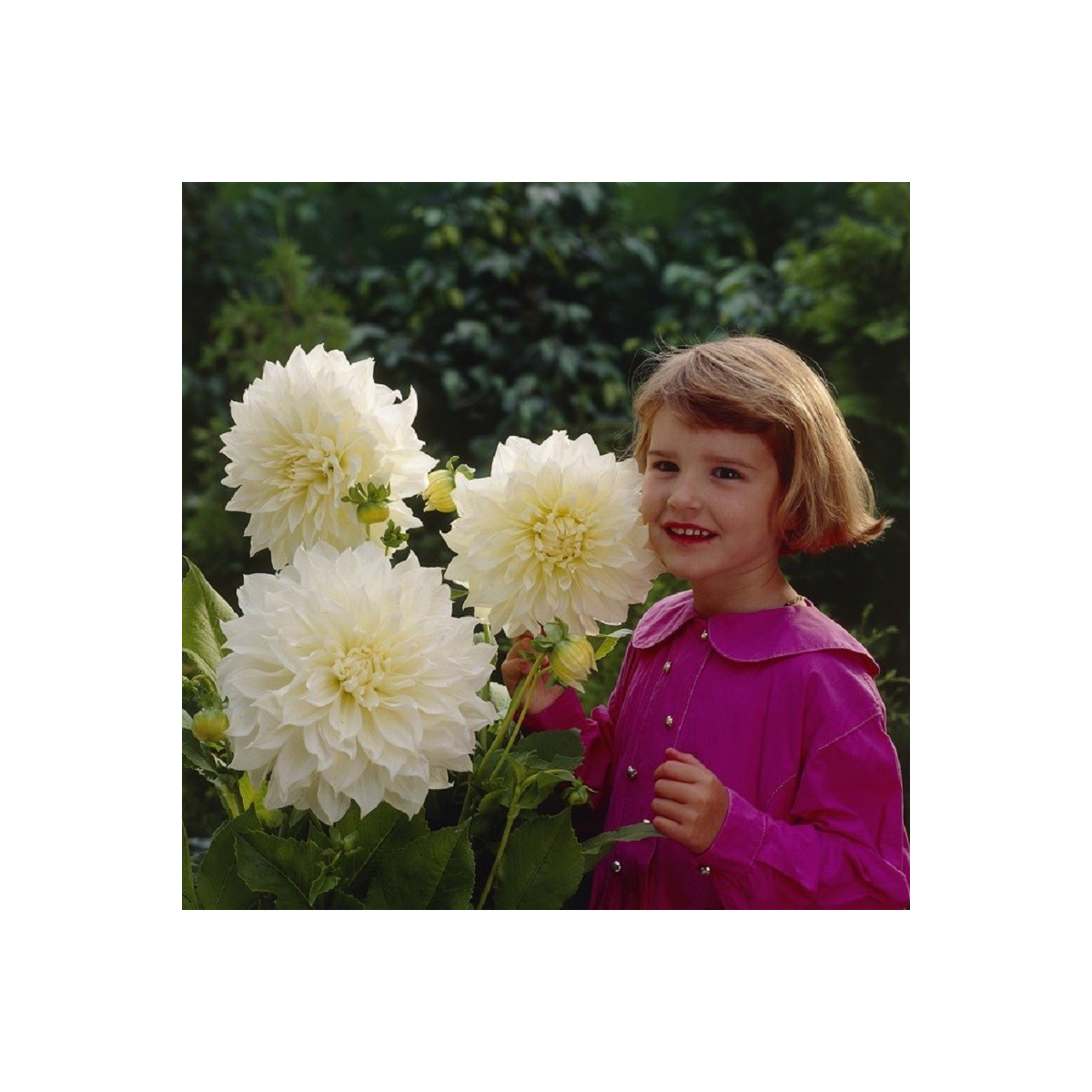 Jiřinka White Perfection - Dahlia - prodej cibulí jiřinek - 1 ks