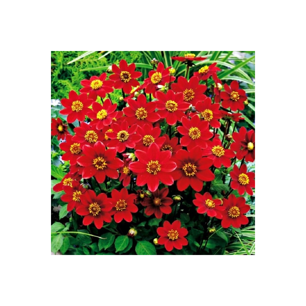 Jiřinka Topmix červená - Dahlia - prodej cibulovin - 1 ks