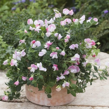 Hrachor vonný zakrslý Cupid Pink - Lathyrus odoratus - prodej semen - 12 ks