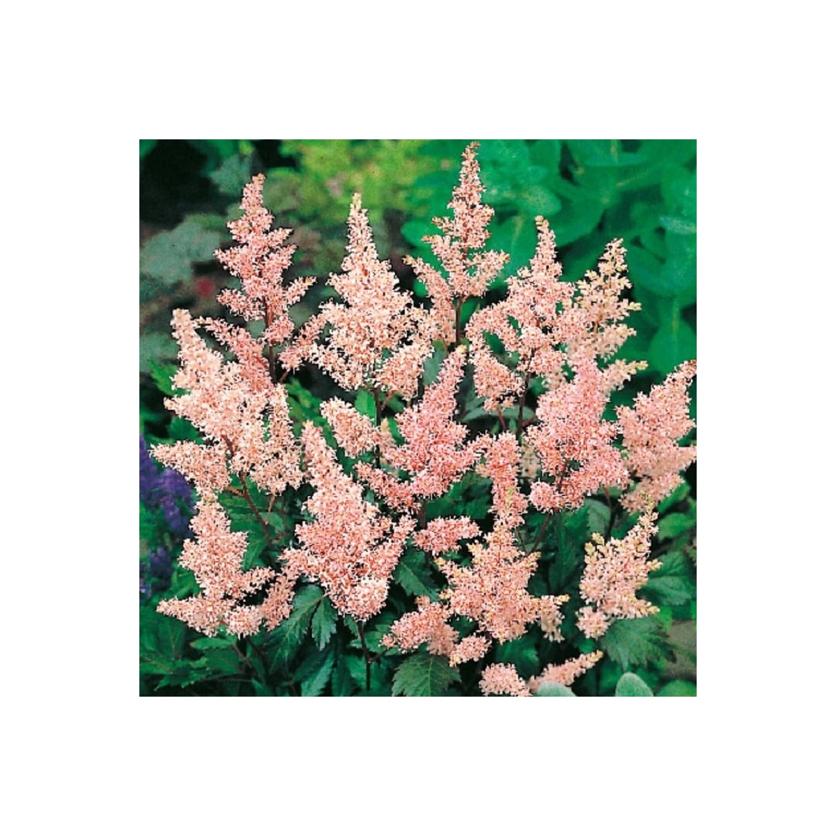 Čechrava Peach Blossom - Astilbe japonica - prodej cibulovin - 1 ks