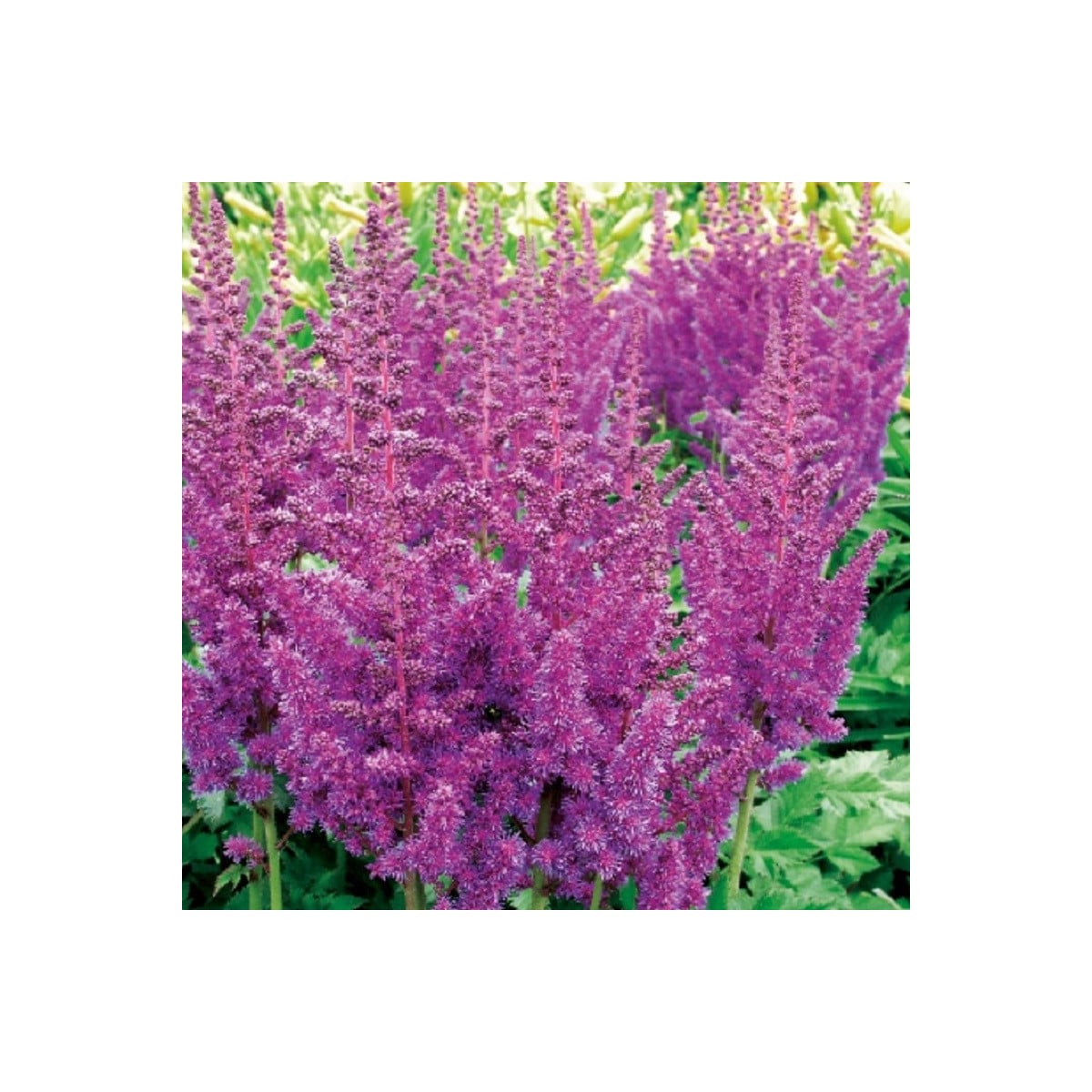 Čechrava modrá - Astilbe - prodej cibulovin - 1 ks