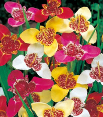 Tygřice mix - Tigris Lilacea - prodej cibulovin - 3 ks