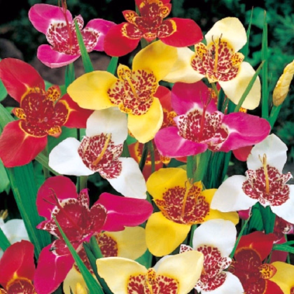 Tygřice mix - Tigris Lilacea - prodej cibulovin - 3 ks