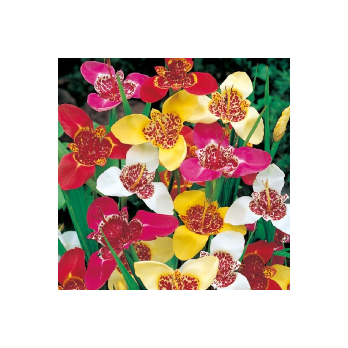 Tygřice mix - Tigris Lilacea - prodej cibulovin - 3 ks