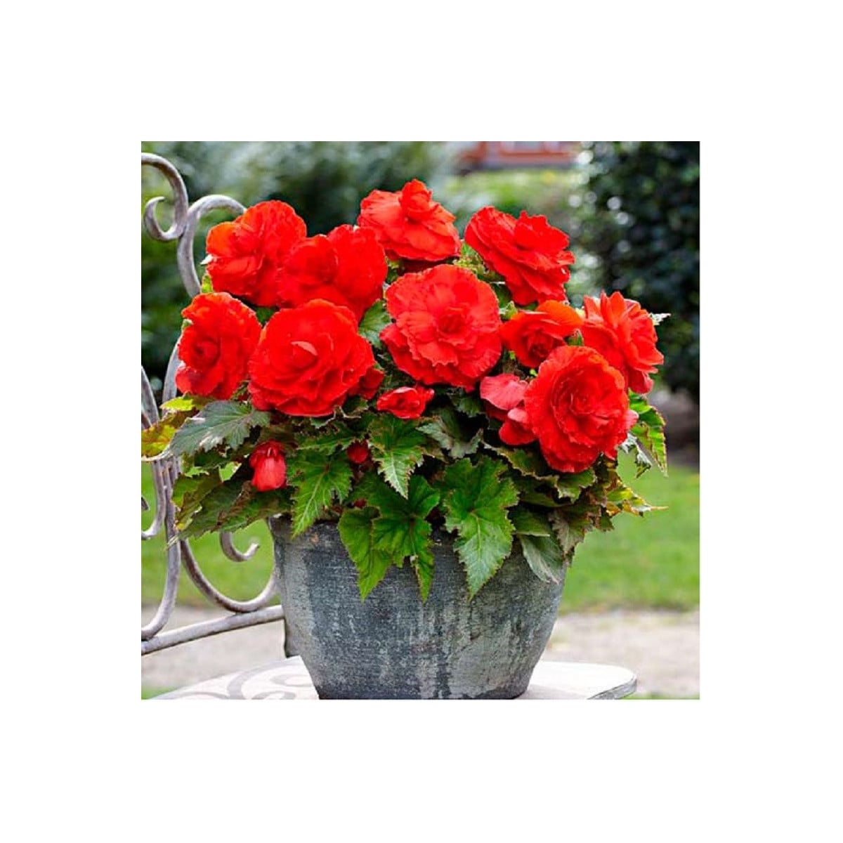 Begonie plnokvětá červená - Begonia superba - prodej cibulovin - 2 ks