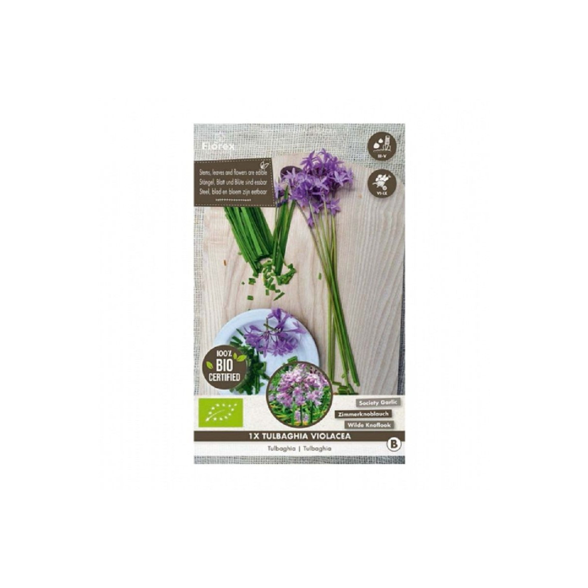 Česnek divoký BIO - Allium sativum - prodej bio česneku - 1 kus