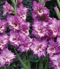 Gladiol Tango - Gladiolus tango - prodej cibulovin - 3 ks
