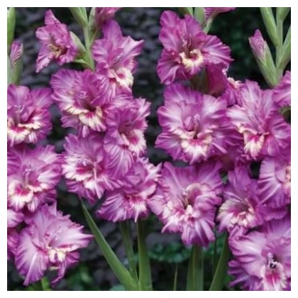 Gladiol Tango - Gladiolus tango - prodej cibulovin - 3 ks
