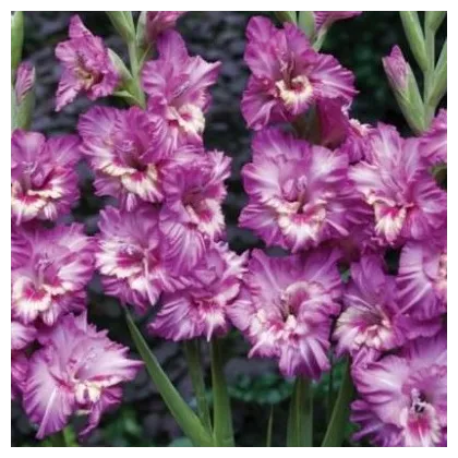 Gladiol Tango - Gladiolus tango - prodej cibulovin - 3 ks