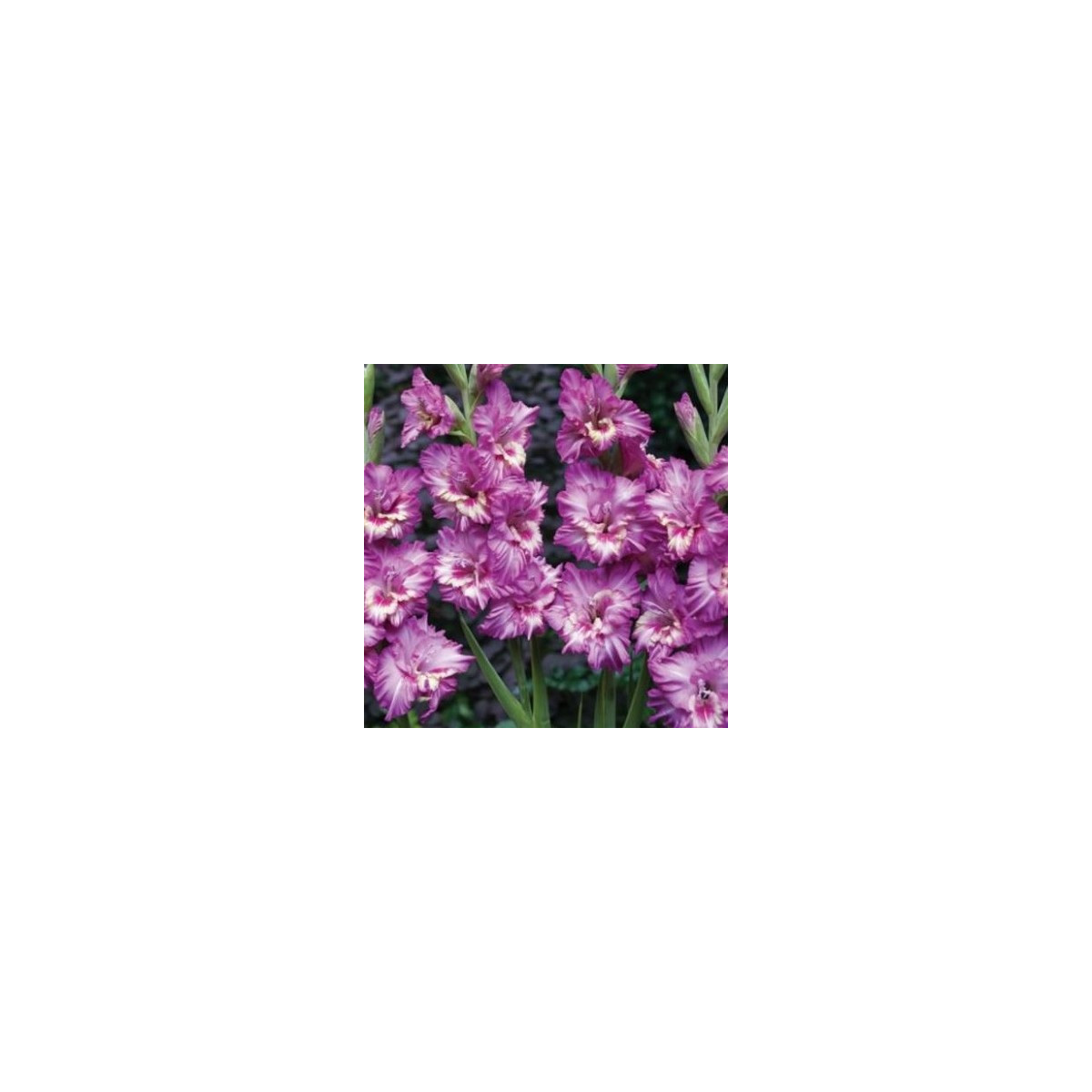 Gladiol Tango - Gladiolus tango - prodej cibulovin - 3 ks
