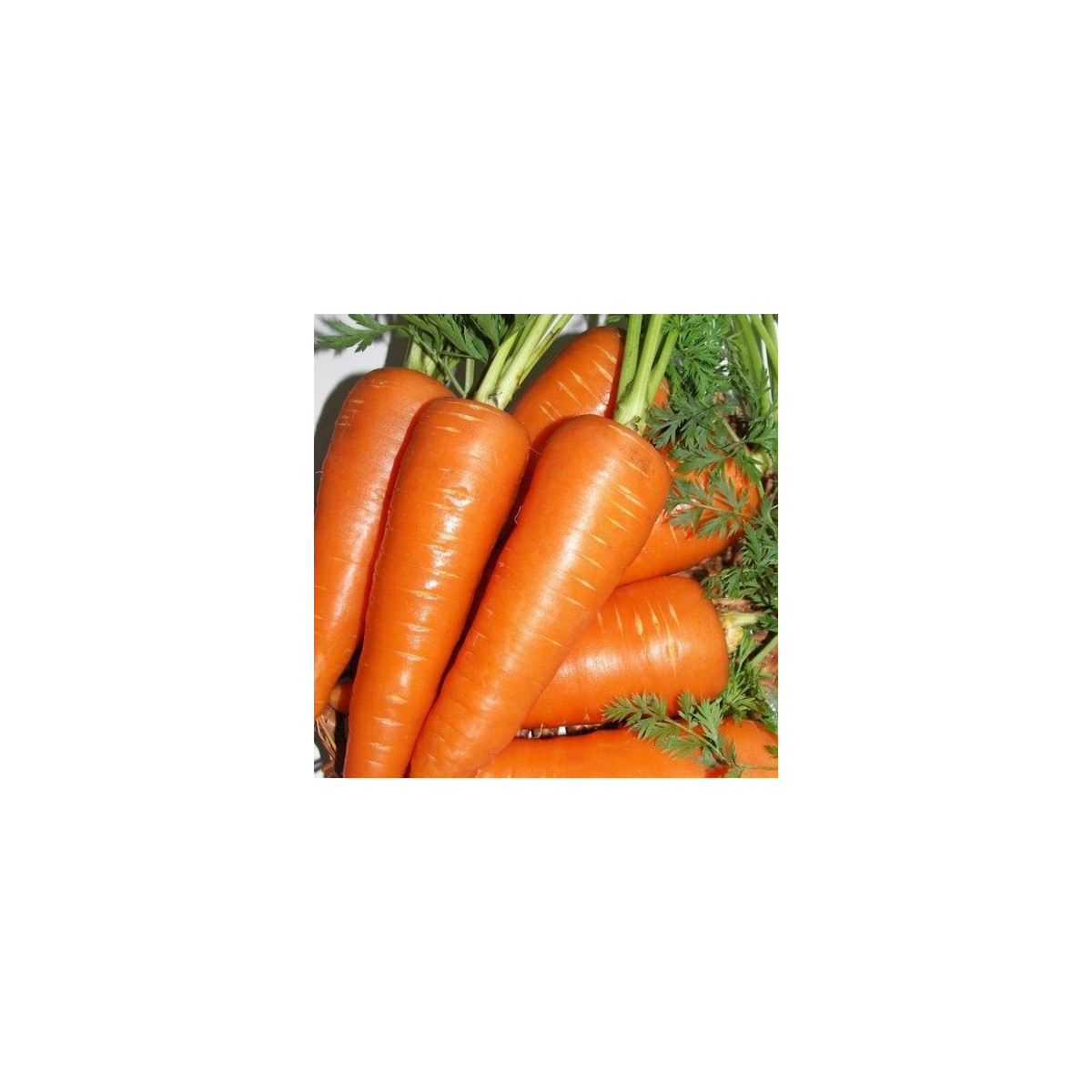 Mrkev Fire Wedge F1 - Daucus carota - semena - 150 ks