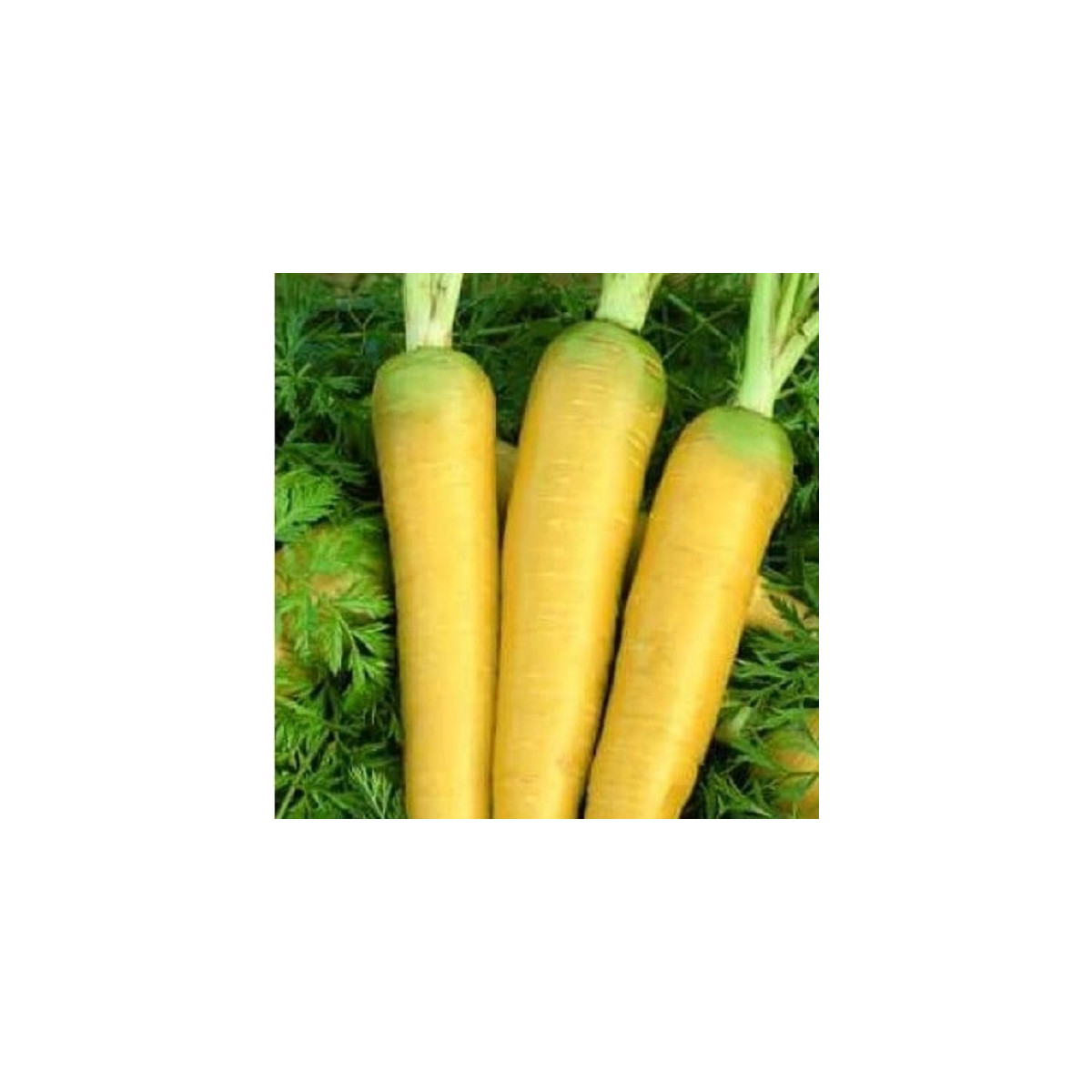 Mrkev Táborská žlutá - Daucus carota - prodej semen - 150 ks