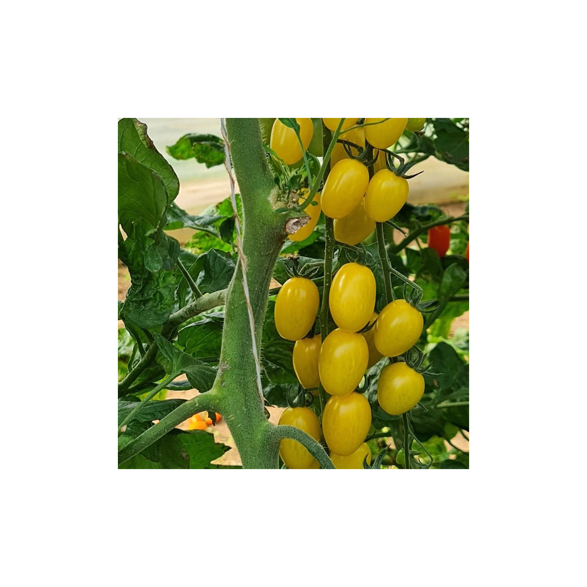 Rajče Dattolime F1 - Solanum lycopersicum - prodej semen - 6 ks