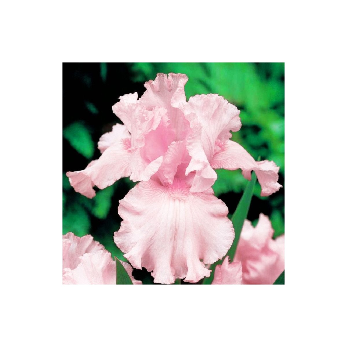 Kosatec německý růžový - Iris germanica - prodej hlíz - 1 ks