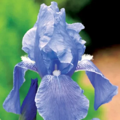 Kosatec německý modrý - Iris germanica - prodej hlíz - 1 ks