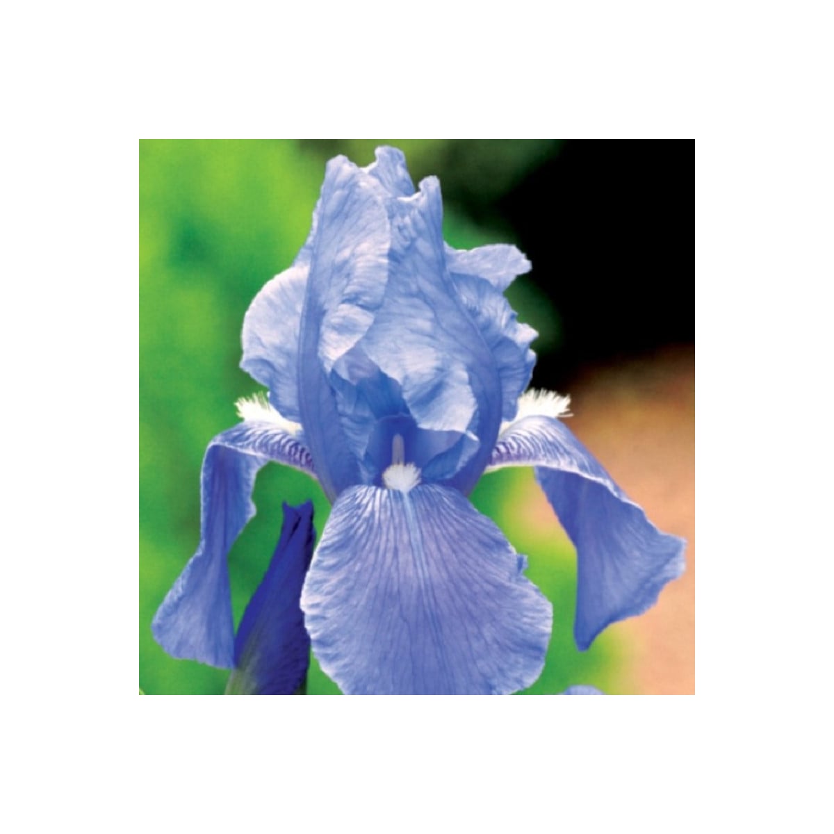 Kosatec německý modrý - Iris germanica - prodej hlíz - 1 ks