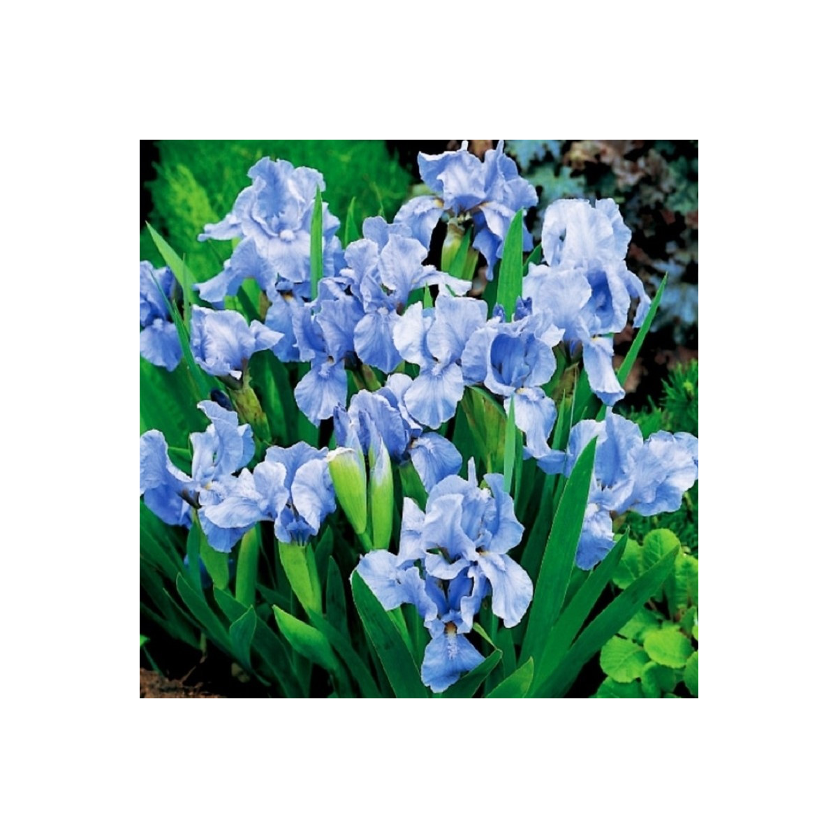 Kosatec nízký Truly - Iris pumila - prodej hlíz - 1 ks