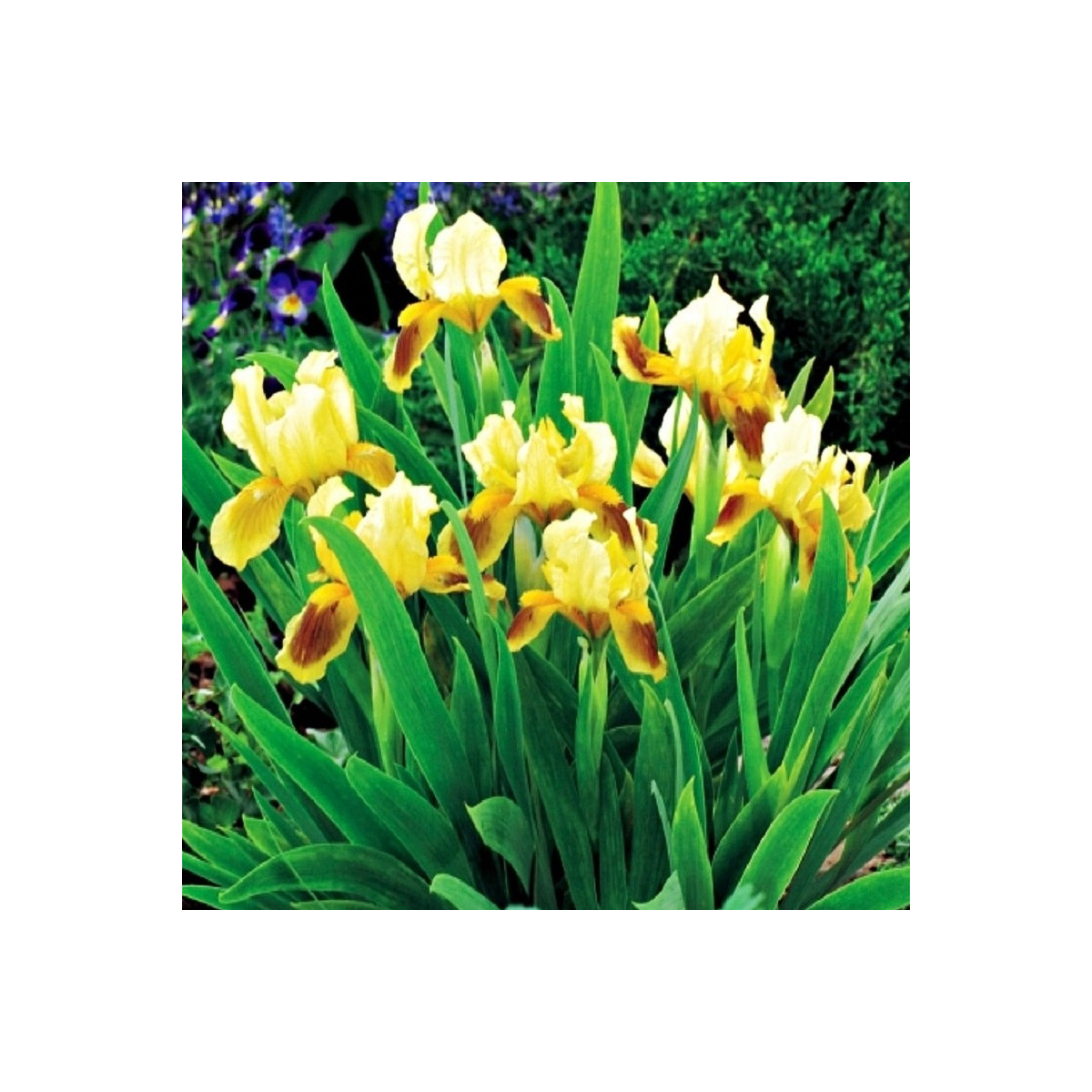 Kosatec nízký Ritz - Iris pumila - prodej hlíz - 1 ks