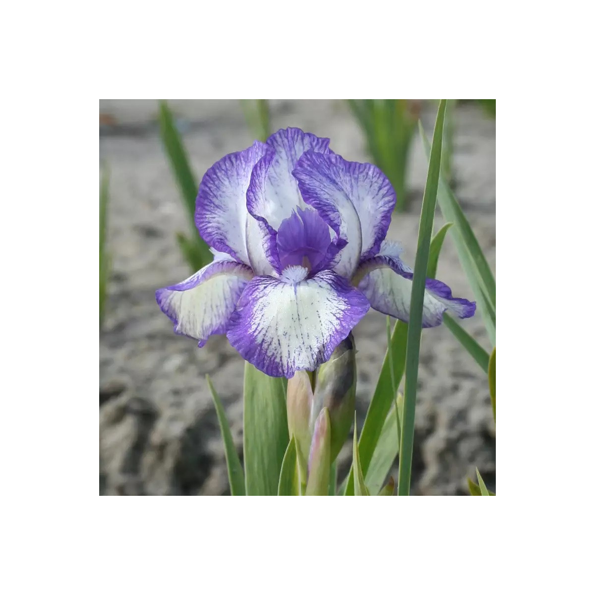 Kosatec nízký Petit Polka - Iris pumila - prodej hlíz - 1 ks