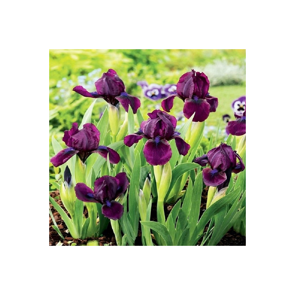 Kosatec nízký Cherry Garden - Iris pumila - prodej hlíz - 1 ks