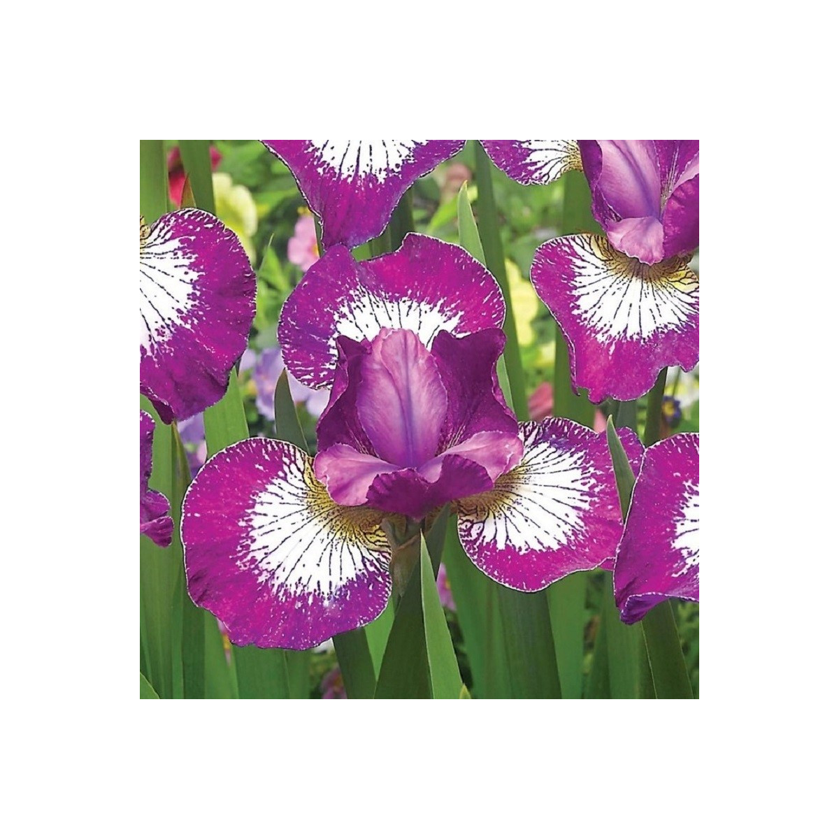 Kosatec sibiřský Currier - Iris sibirica - prodej hlíz - 1 ks